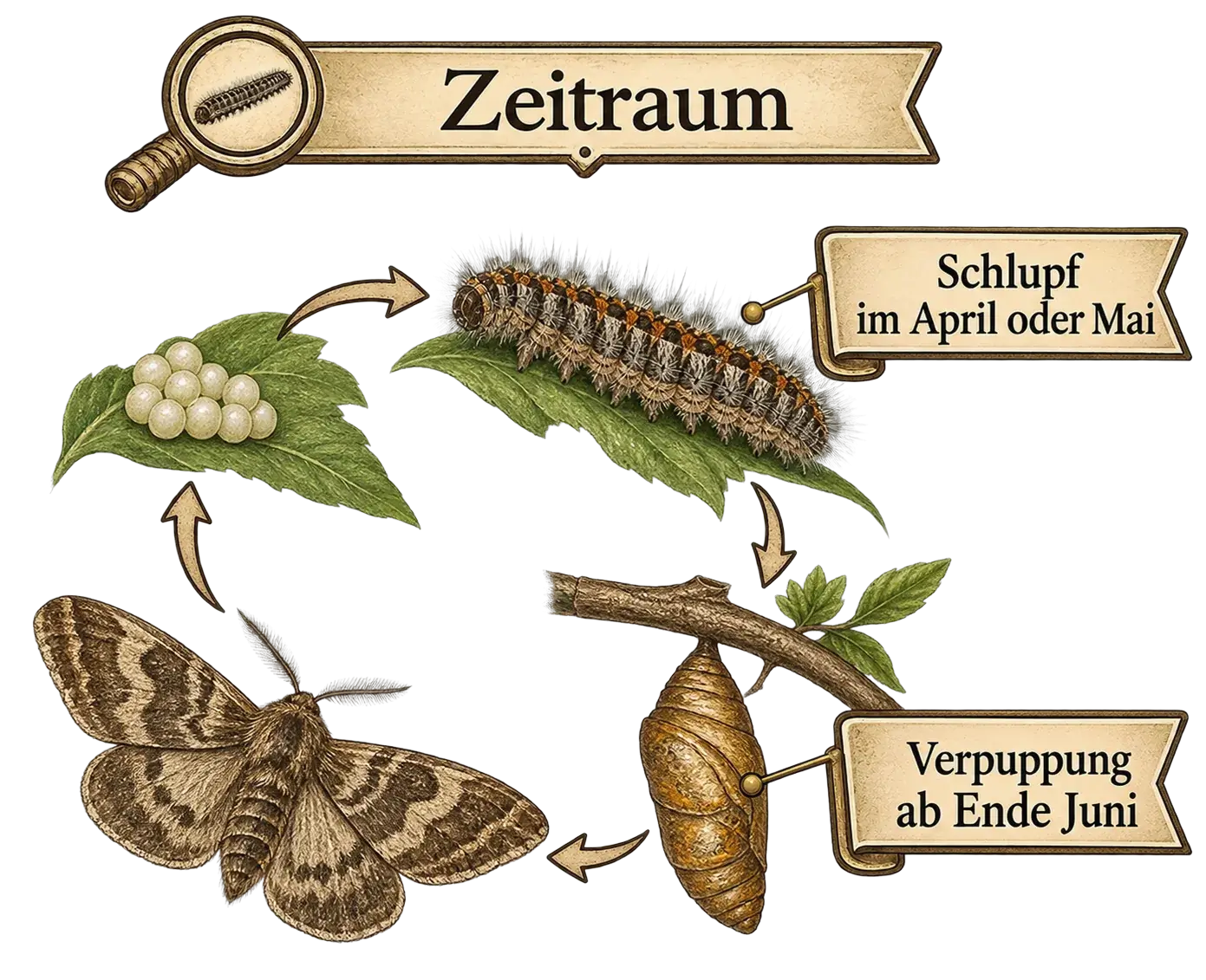 Lebenszyklus des Eichenprozessionsspinners, Illustration