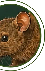 Maus, Illustration zur Nagerbekämpfung