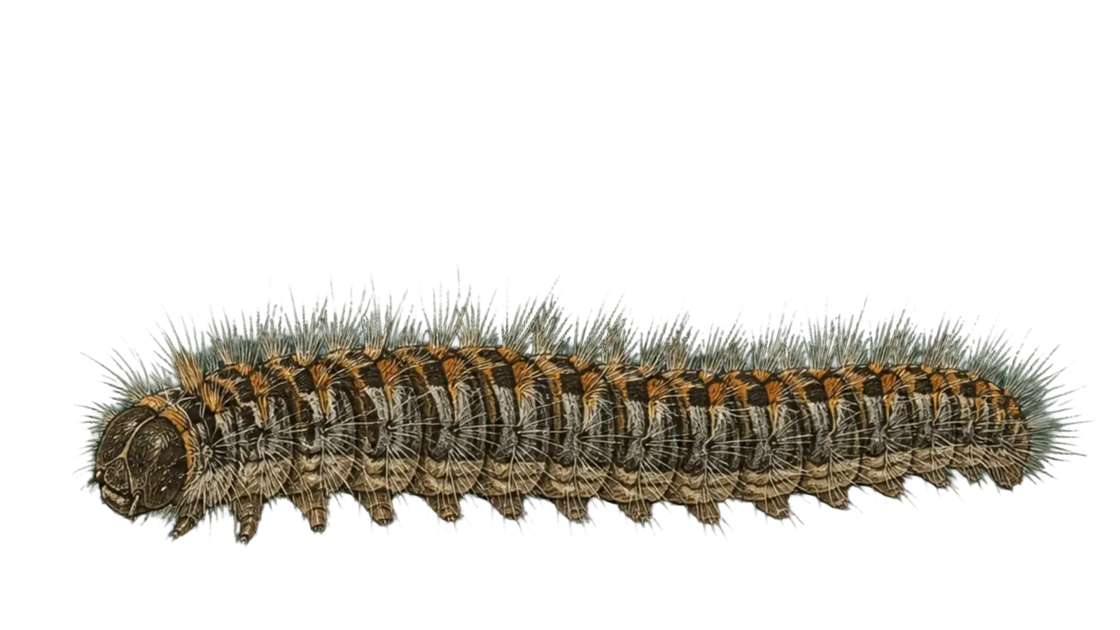 Eichenprozessionsspinner, Illustration für die Schädlingstafel