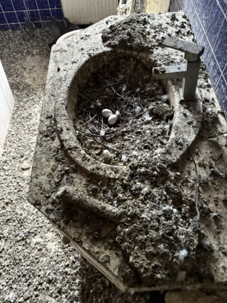 Platz 2, Waschbecken voller Taubenkot mit Nest und Eiern in einer Messiwohnung
